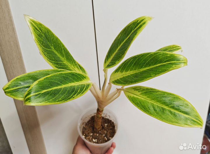 Аглаонема Липстик Грин