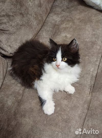 Котята отдам в добрые руки бесплатно