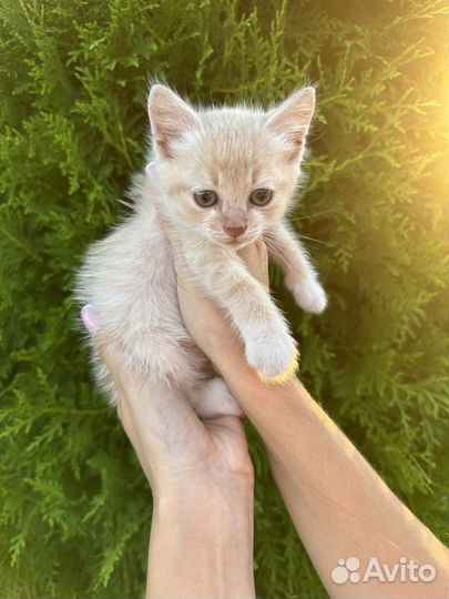 Котенок рыжий