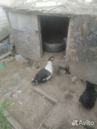 Мускусные утки