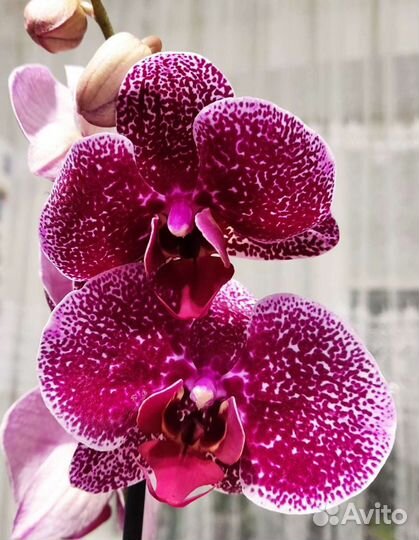 Орхидея фаленопсис Ягуар (Jaguar) купить в Воронеже | Товары для дома и  дачи | Авито