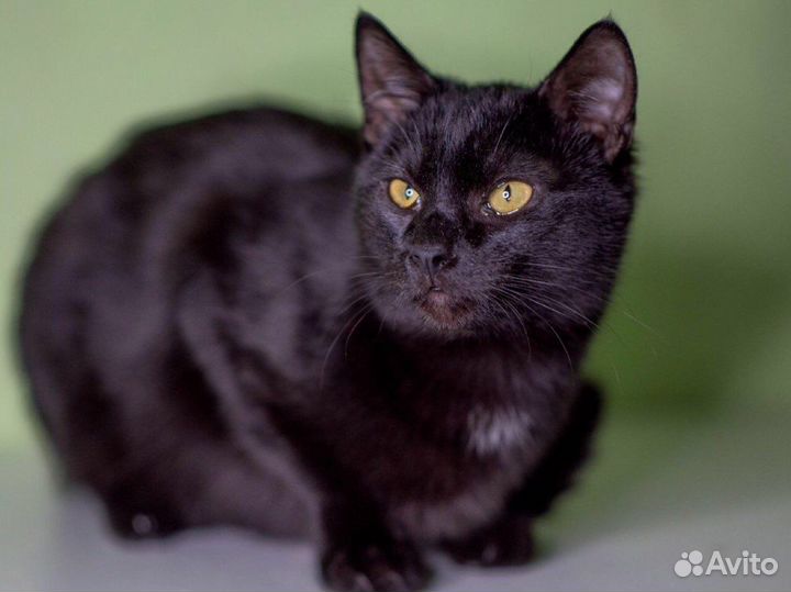 Котик в добрые руки