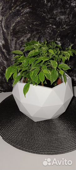 Фикус Кинки