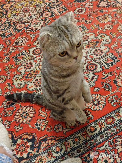 Шотландская вислоухая кошка бесплатно