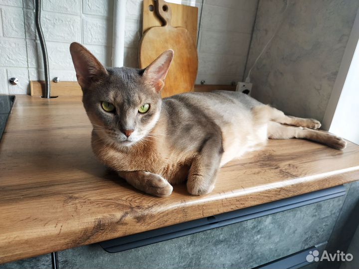 Зооняня, передержка и выгул животных