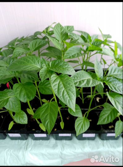 Рассада помидор, перец болгарский, баклажан и пр