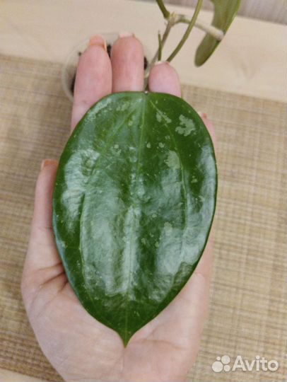 Хойя Macrophylla Splash