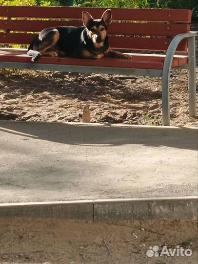 Собака в добрые руки