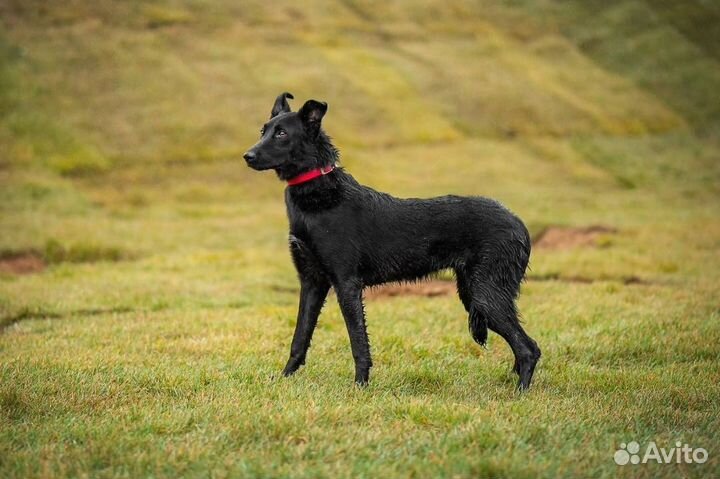 Собака в добрые руки. Эйва
