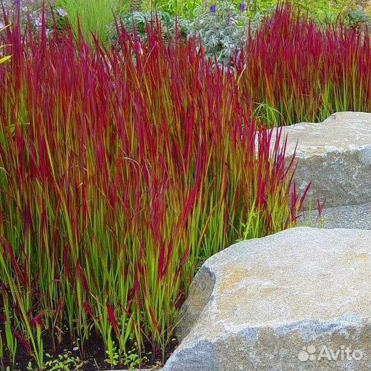 Растения для сада гортензии, лилейники