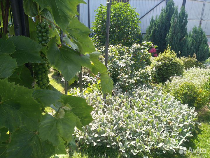 Рассада медвежьи ушки