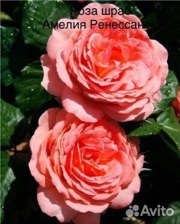 Роза шраб - Амелия Ренессанс