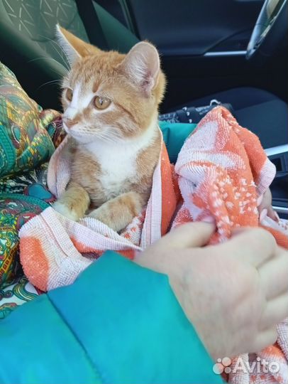 Кошка в дар