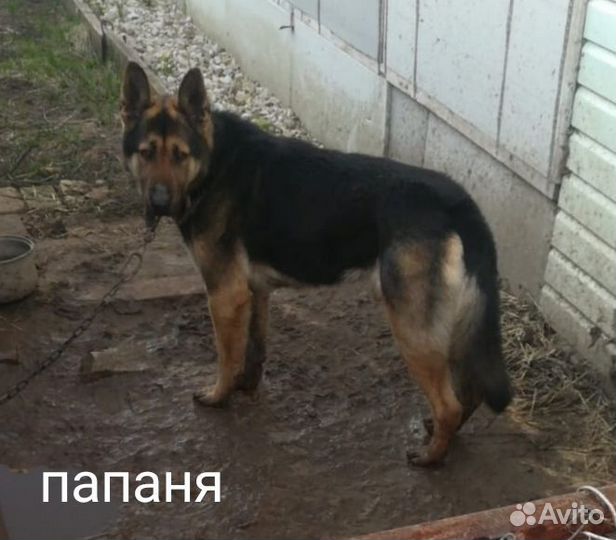 Щенки метисы в добрые руки