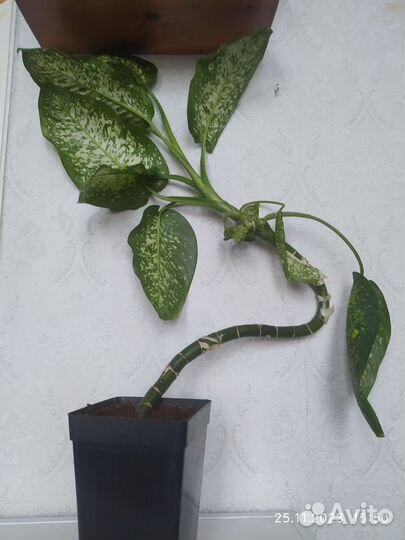 Диффенбахия