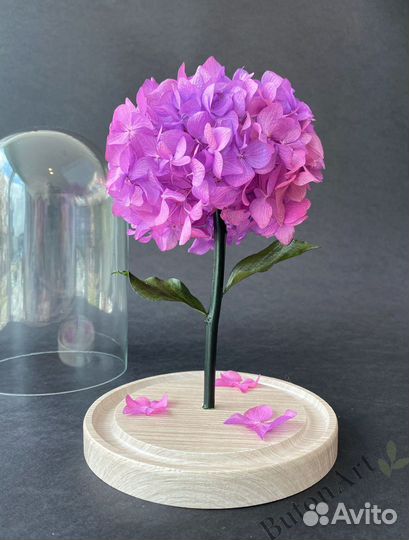 Стабилизированная гортензия