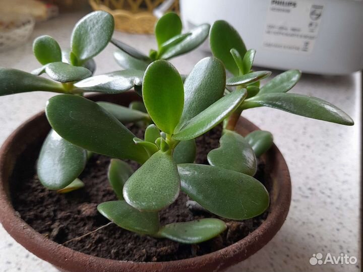 Толстянка денежное дерево