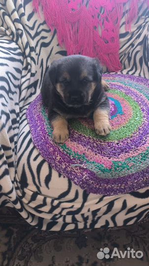 Щенок (пёс) в добрые руки бесплатно (дворняжка)