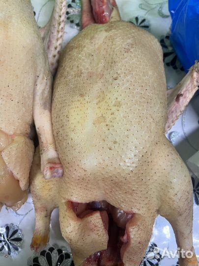 Мясо домашней утки, муларда