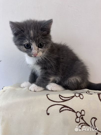 Котенок