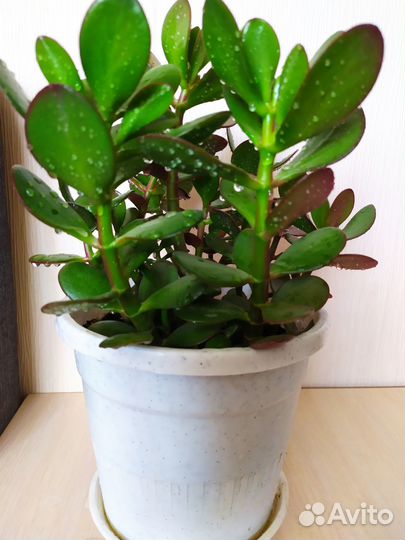 Денежное дерево