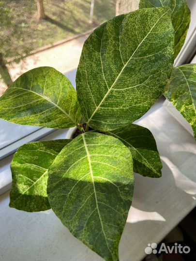 Фикус Септика Голд