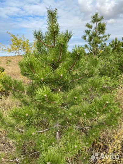 Сосна черная (Павловский Посад )