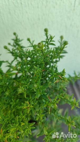 Сентябринка - многолетняя астра бордюрная