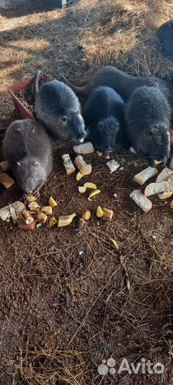 Нутрии на племя и мясо