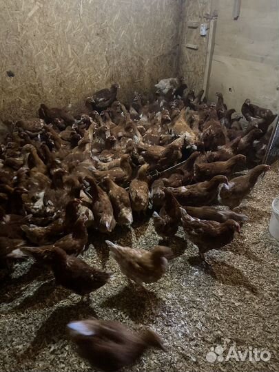 Куры несушки разной породы