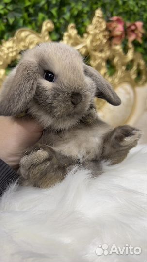Доставка кролика мини