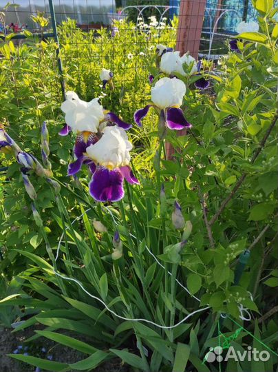 Ирисы сортовые