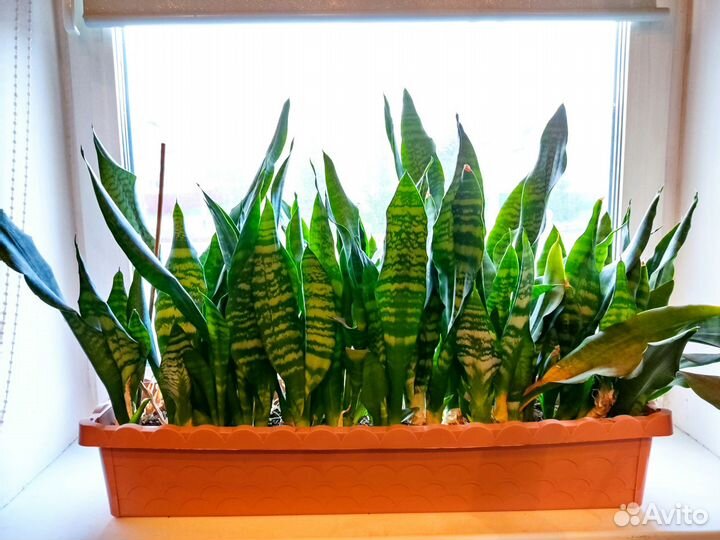 Сансевиерия Тёщин язык /Декабрист/ Фиалки/ Рео