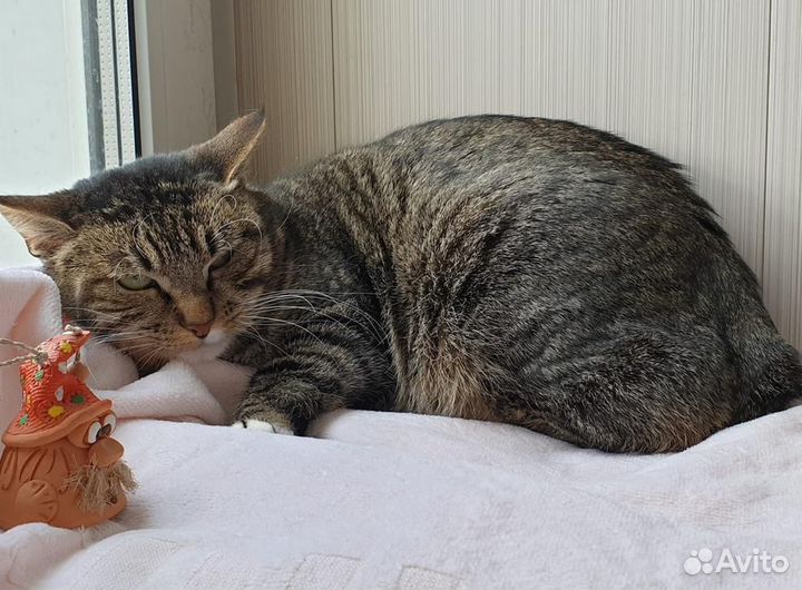 Кошка Фаина в поисках дома