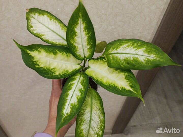 Аглаонема Крит, диффенбахия кустовая низкорослая