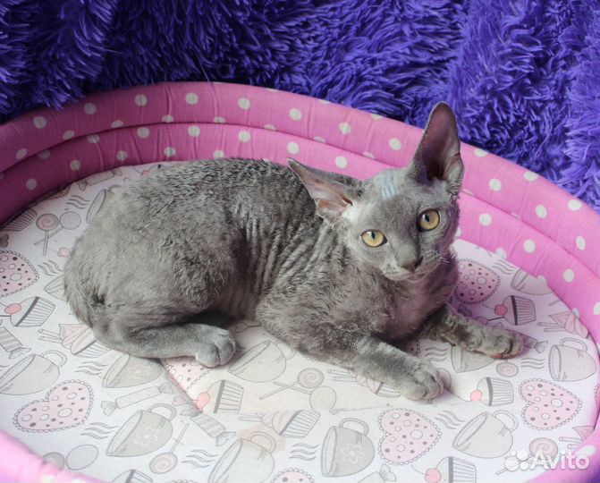 Котятки девон-рекс