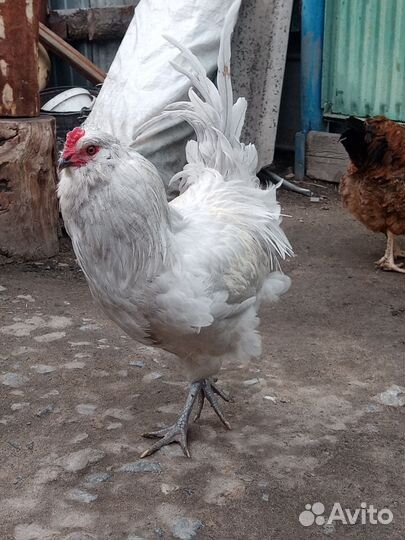 Куры и петухи
