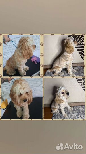 Грумер. Стрижка животных