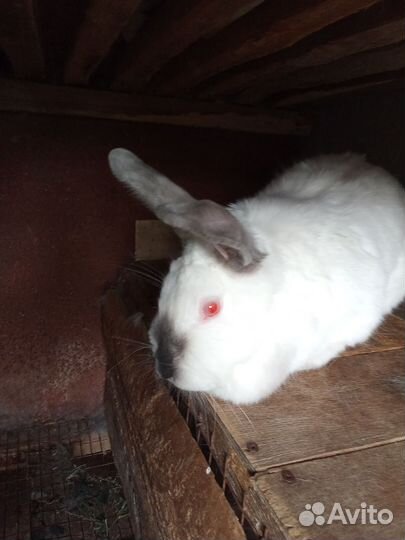 Кролики мясных пород