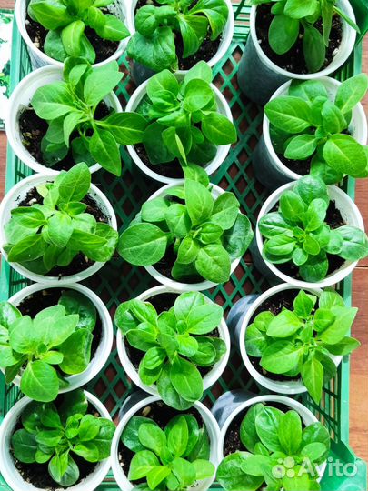 Петуния ампельная Опера Вайт