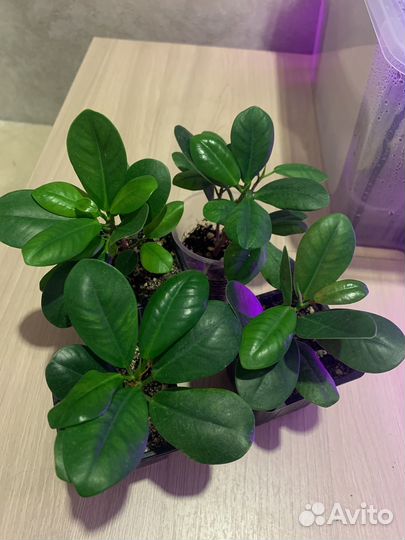 Фикус микрокарпа