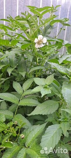 Тибетская малина