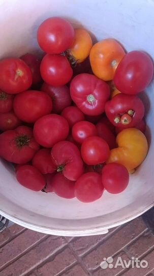 Помидоры свежие домашние