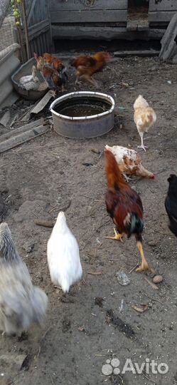 Петух брама