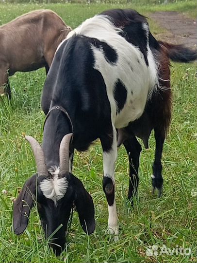 Молодая коза