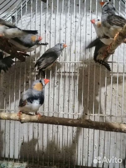 Попугай волнистый, корелла, амадины, неразлучники