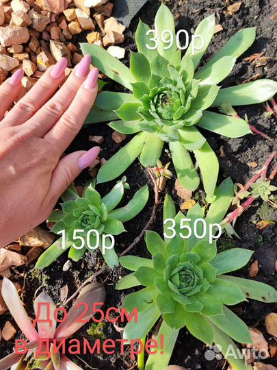 Молодило каменная роза сортовое гибридное