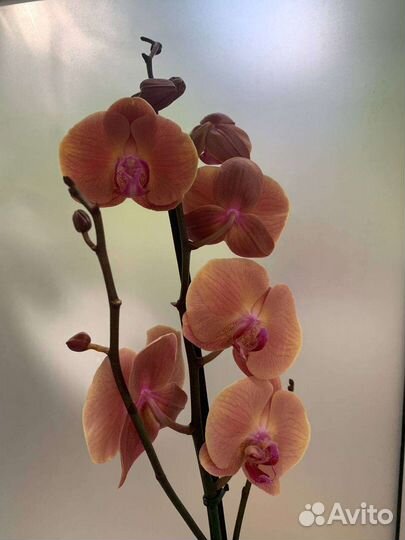 Орхидея Caribbean Dream