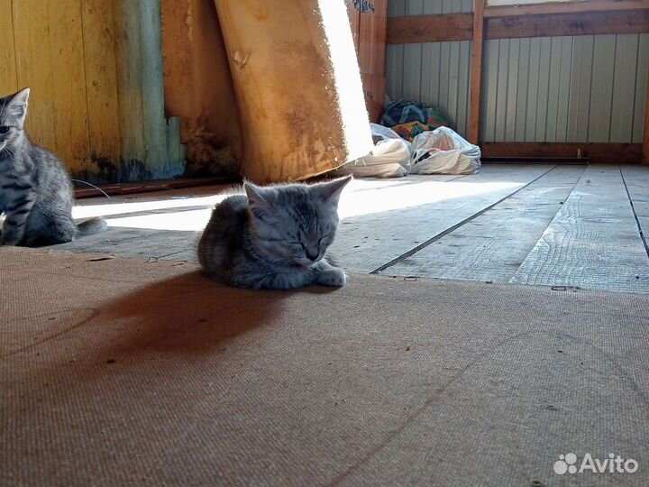 Котики ищут домик (себе)