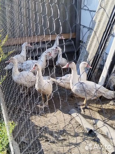 Мускусные утки